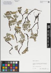 Foto von Salix lanata L.